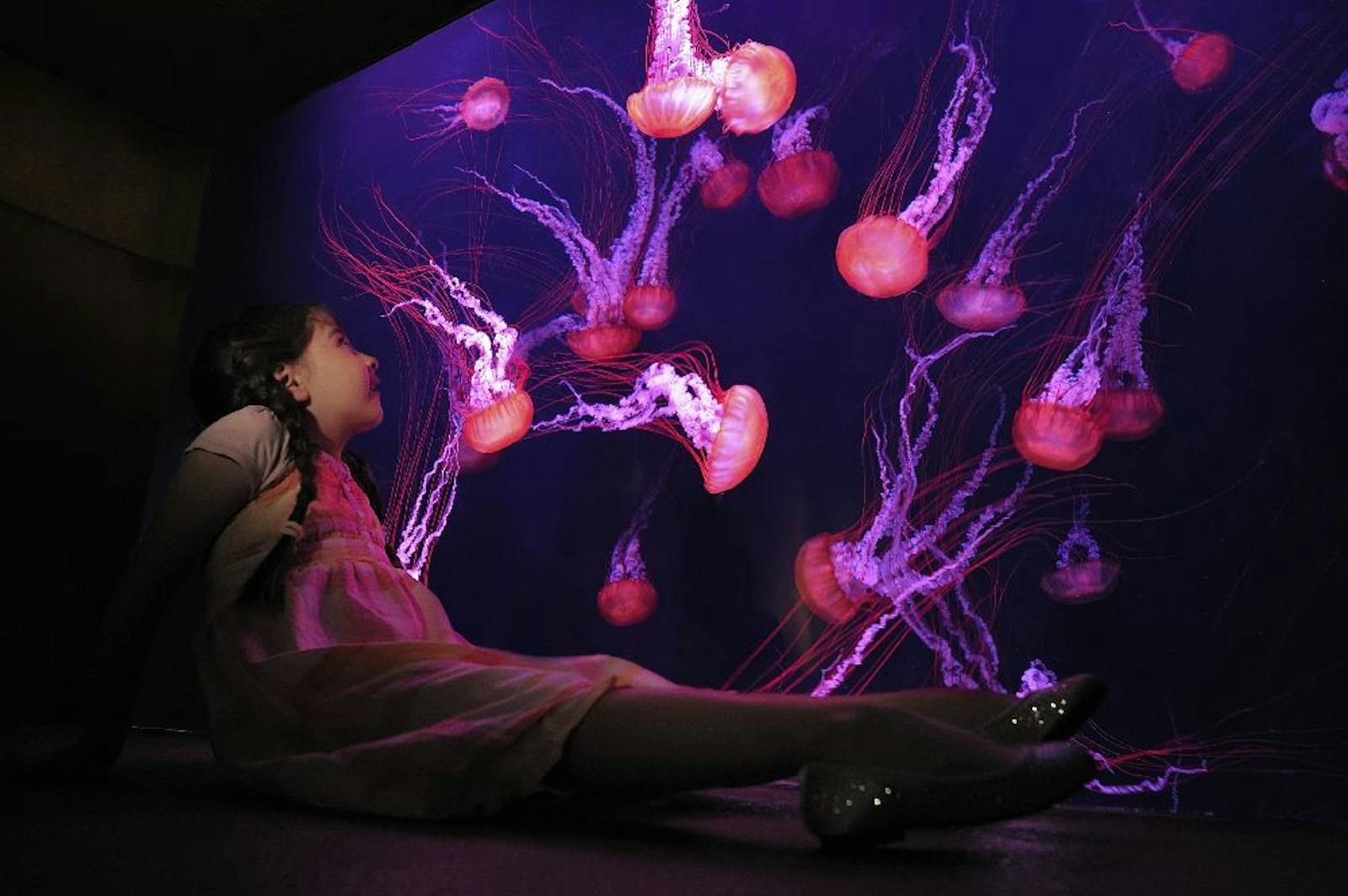 Fille fascinée par les méduses de l'Aquaventure World